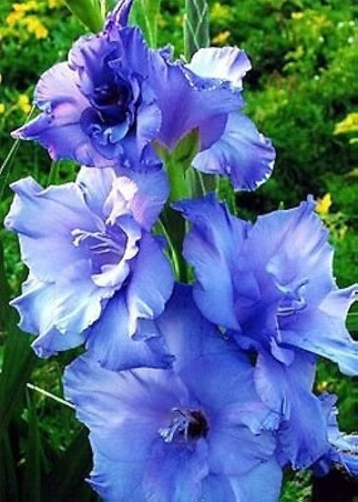 Blue Gladiolus Flower Seeds for Planting – Heirloom, Non-GMO, High Germination Organic Garden Seeds