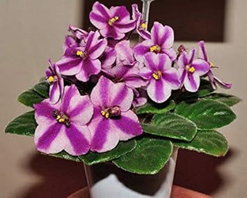 Flower Seeds, Seeds,Seeds For Planting,Plant Seeds