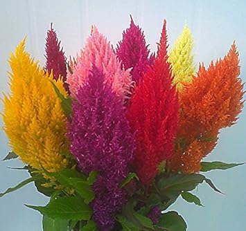 Mixed Celosia Argentea Flower Seeds for Planting – Heirloom, Non-GMO, High Germination Garden Seeds