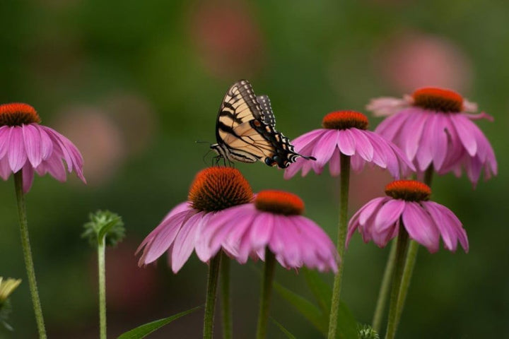 Flower Seeds, Seeds,Seeds For Planting,Plant Seeds