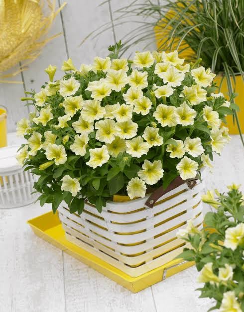 Yellow Hanging Petunia Flower Seeds for Planting – Heirloom Non-GMO High Germination Bright Blooms
