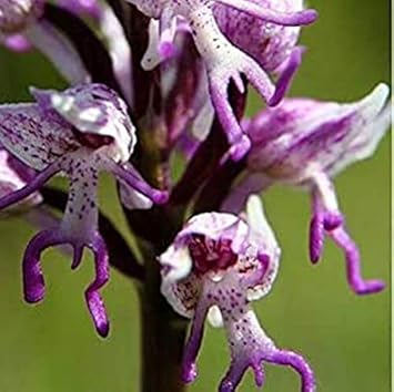Flower Seeds, Seeds,Seeds For Planting,Plant Seeds