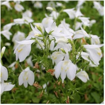 Flower Seeds, Seeds,Seeds For Planting,Plant Seeds