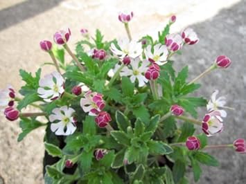 Flower Seeds, Seeds,Seeds For Planting,Plant Seeds