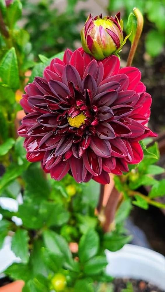 Maroon Red Dahlia Flower Seeds for Planting – Heirloom, Non-GMO, High Germination Organic Garden Seeds
