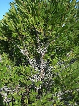 Flower Seeds, Seeds,Seeds For Planting,Plant Seeds