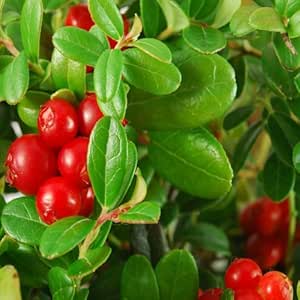Vaccinium Macrocarpon fruit seeds for planting - Heirloom & Non-GMO Garden seeds