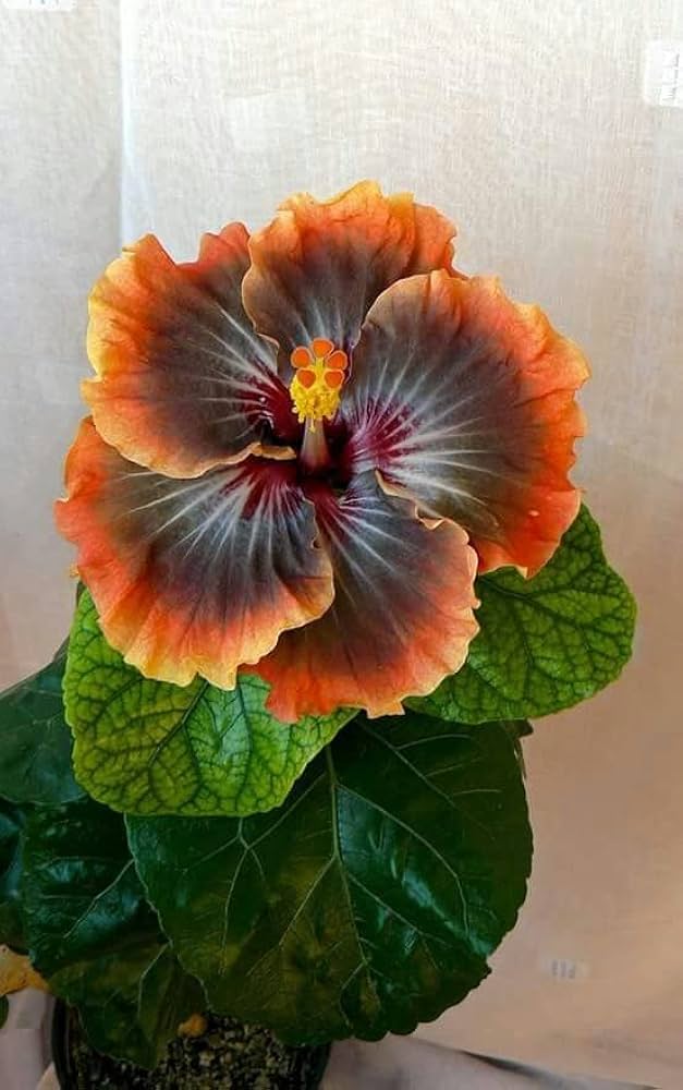 Black Orange Hibiscus Flower Seeds for Planting – Heirloom, Non-GMO, Pollinator Friendly, High Germination