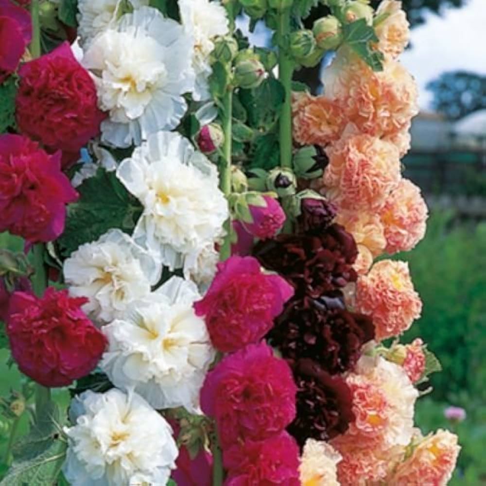 Althaea Rosea Flower Seeds for Planting Mixed Colors – Garden Favorite, Heirloom, Non-GMO, High Germination Organic Garden Seeds