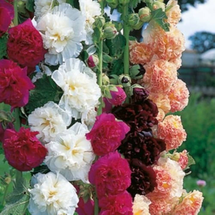 Althaea Rosea Flower Seeds for Planting Mixed Colors – Garden Favorite, Heirloom, Non-GMO, High Germination Organic Garden Seeds