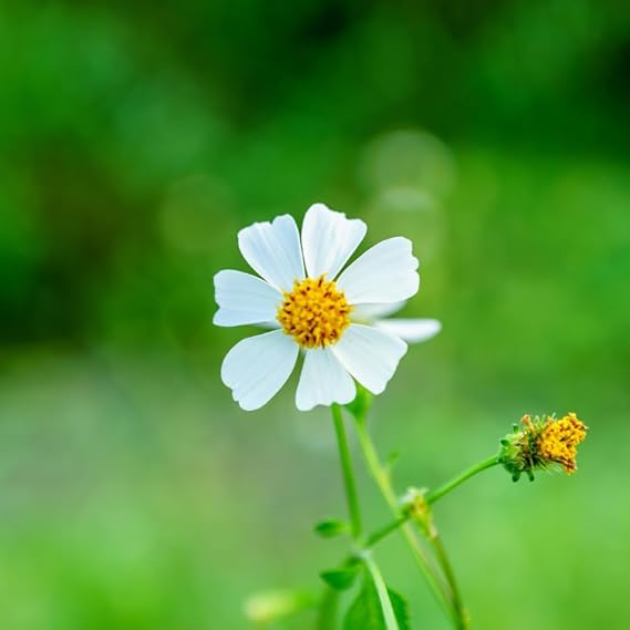 Bidens Pilosa Flower Seeds for Planting – Heirloom, Non-GMO, High Germination, Easy to Grow Organic Garden Seeds