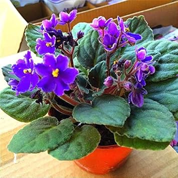 Flower Seeds, Seeds,Seeds For Planting,Plant Seeds