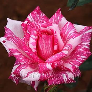 Rare Candy Stripe Rose Flower Seeds for Planting – Hardy Variety, Heirloom & Non-GMO Organic Garden Seeds