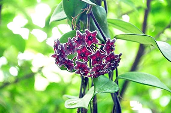 Purple Hoya Flower Seeds for Planting – All Season Heirloom Non-GMO High Germination Seeds