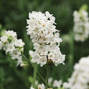 Flower Seeds, Seeds,Seeds For Planting,Plant Seeds