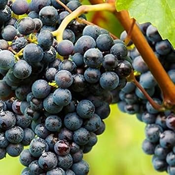 Fruit Seeds,Garden seeds, Seeds For Planting,Plant Seeds