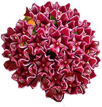 Flower Seeds, Seeds,Seeds For Planting,Plant Seeds