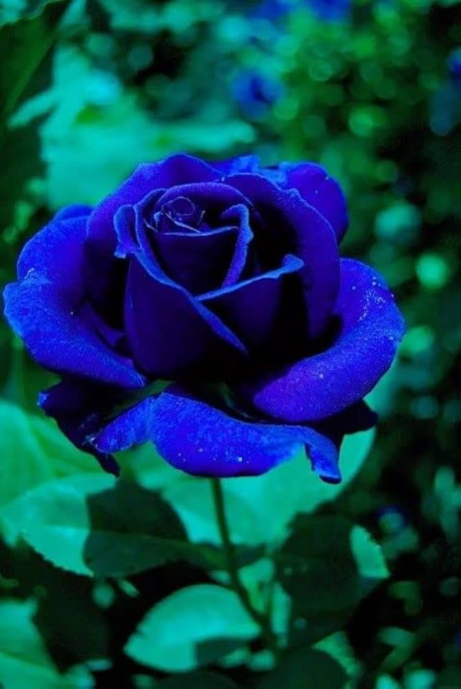 Dark Blue Rose Flower Seeds for Planting – Heirloom, Non-GMO, Seasonal Bloomer, High Germination