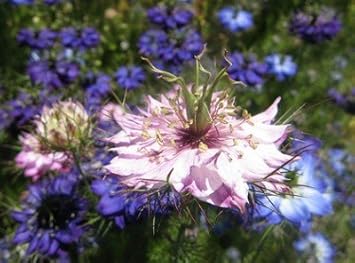 Flower Seeds, Seeds,Seeds For Planting,Plant Seeds