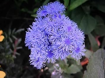 Flower Seeds, Seeds,Seeds For Planting,Plant Seeds