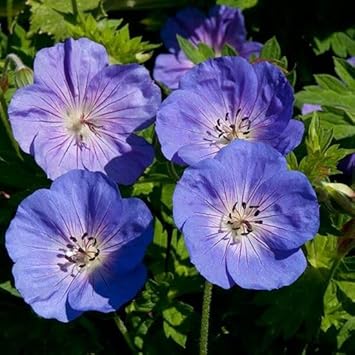 Flower Seeds, Seeds,Seeds For Planting,Plant Seeds