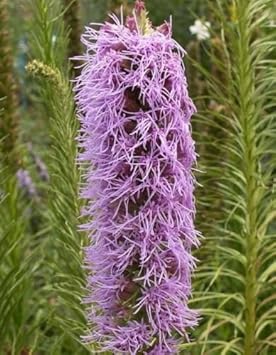 Flower Seeds, Seeds,Seeds For Planting,Plant Seeds