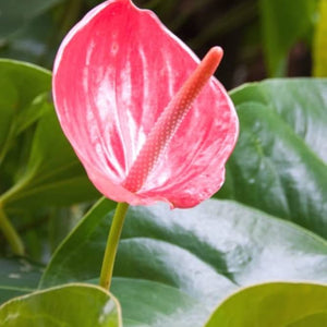 Flower Seeds, Seeds,Seeds For Planting,Plant Seeds