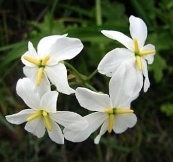 Flower Seeds, Seeds,Seeds For Planting,Plant Seeds