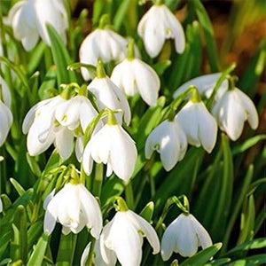 Flower Seeds, Seeds,Seeds For Planting,Plant Seeds