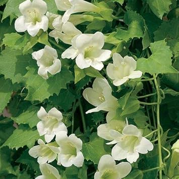 Flower Seeds, Seeds,Seeds For Planting,Plant Seeds