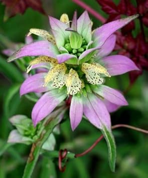 Flower Seeds, Seeds,Seeds For Planting,Plant Seeds
