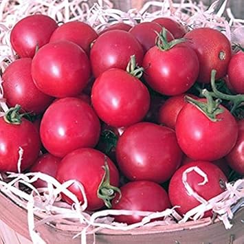 Vegetable Seeds,Garden seeds, Seeds For Planting,Plant Seeds