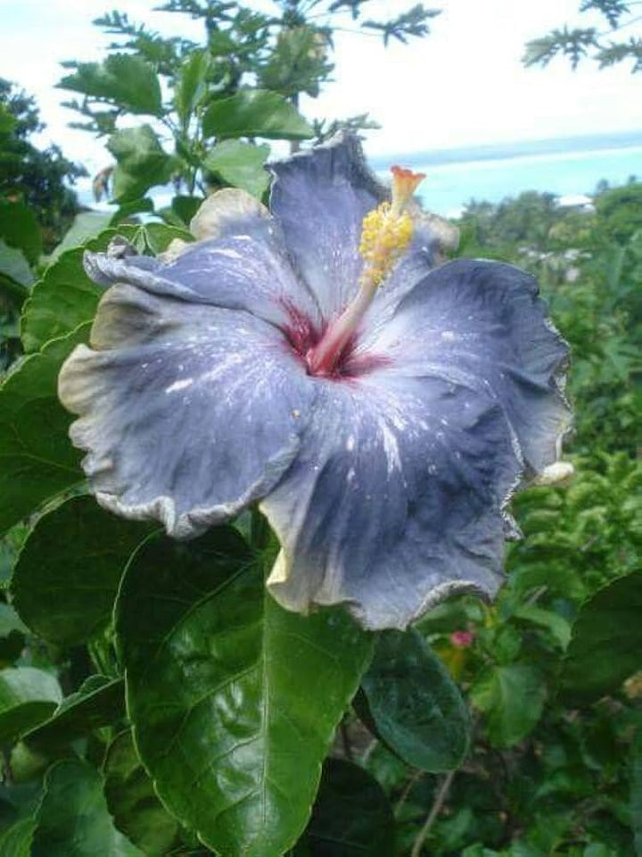Ash Hibiscus Flower Seeds – Premium Heirloom Non-GMO Seeds for Home Garden & Vibrant Blooms