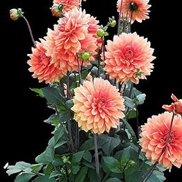 Flower Seeds, Seeds,Seeds For Planting,Plant Seeds