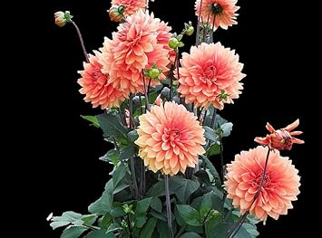 Flower Seeds, Seeds,Seeds For Planting,Plant Seeds