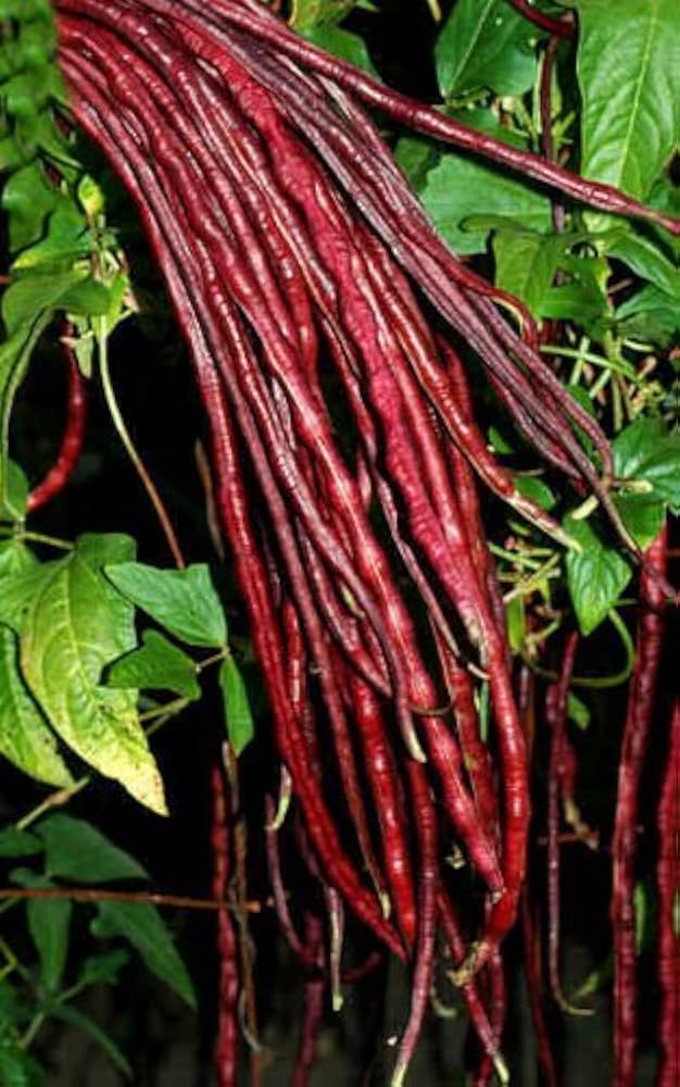 Red Bean Seeds – Heirloom Non‑GMO Nutritious Vegetable Seeds for Planting, Organic Garden Seeds