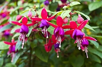 Flower Seeds, Seeds,Seeds For Planting,Plant Seeds