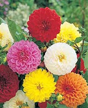 Flower Seeds, Seeds,Seeds For Planting,Plant Seeds