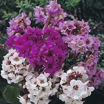 Flower Seeds, Seeds,Seeds For Planting,Plant Seeds