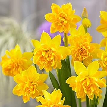 Flower Seeds, Seeds,Seeds For Planting,Plant Seeds