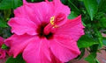 Hibiscus Rosa-Sinensis Flower Seeds for Planting – Heirloom, Non-GMO, Pollinator-Friendly Garden Seeds