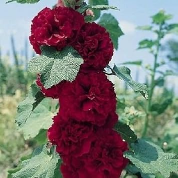 Flower Seeds, Seeds,Seeds For Planting,Plant Seeds