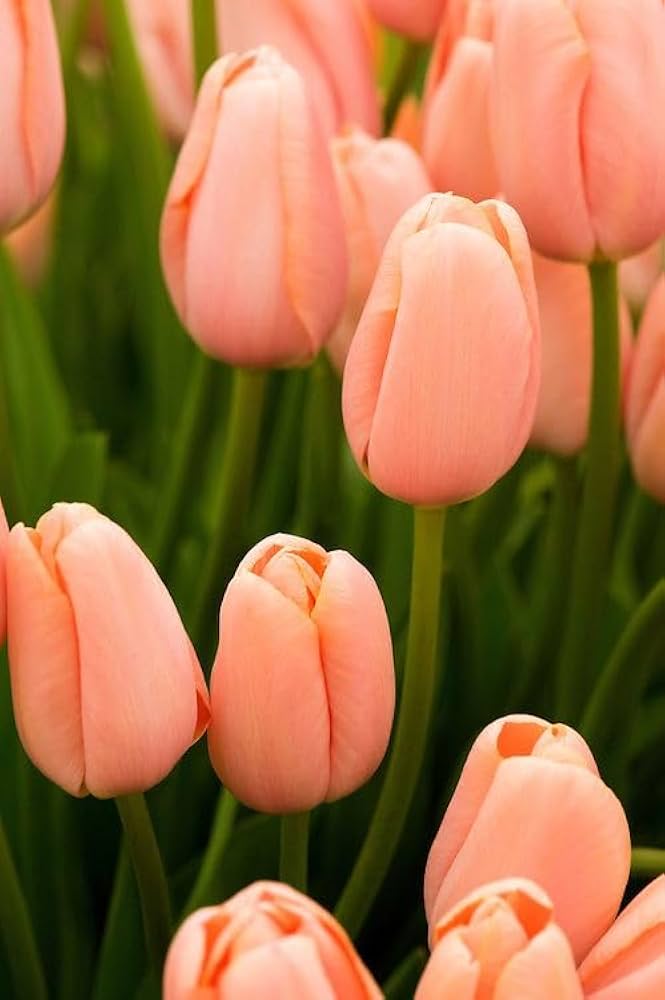 Peach Tulip Flower Seeds for Planting – Heirloom, Non-GMO, Easy to Grow, High Germination