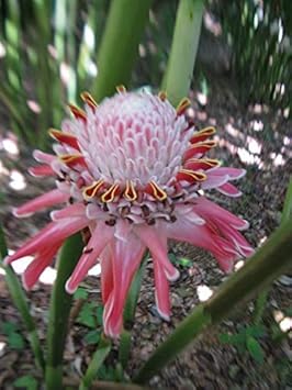 Flower Seeds, Seeds,Seeds For Planting,Plant Seeds