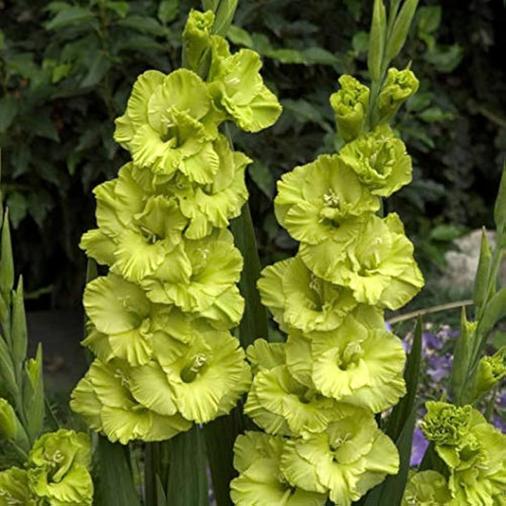 Light Green Gladiolus Flower Seeds for Planting – Heirloom, Non-GMO, Premium Quality, High Germination