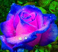 Blue Pink Rose Flower Seeds for Planting – Heirloom, Non-GMO, High Germination Organic Garden Seeds