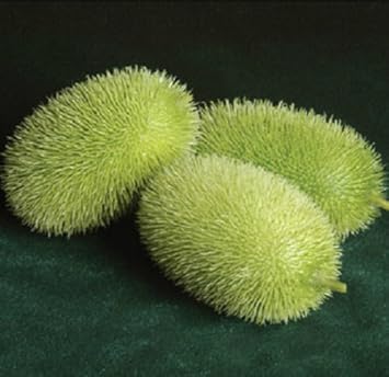 Vegetable Seeds,Garden seeds, Seeds For Planting,Plant Seeds