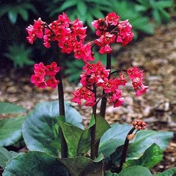 Flower Seeds, Seeds,Seeds For Planting,Plant Seeds