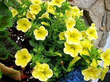 Flower Seeds, Seeds,Seeds For Planting,Plant Seeds