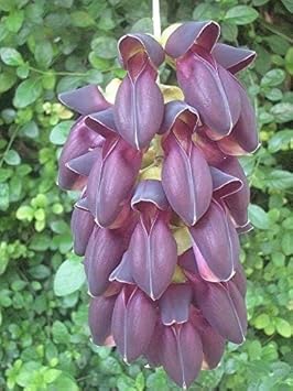 Flower Seeds, Seeds,Seeds For Planting,Plant Seeds